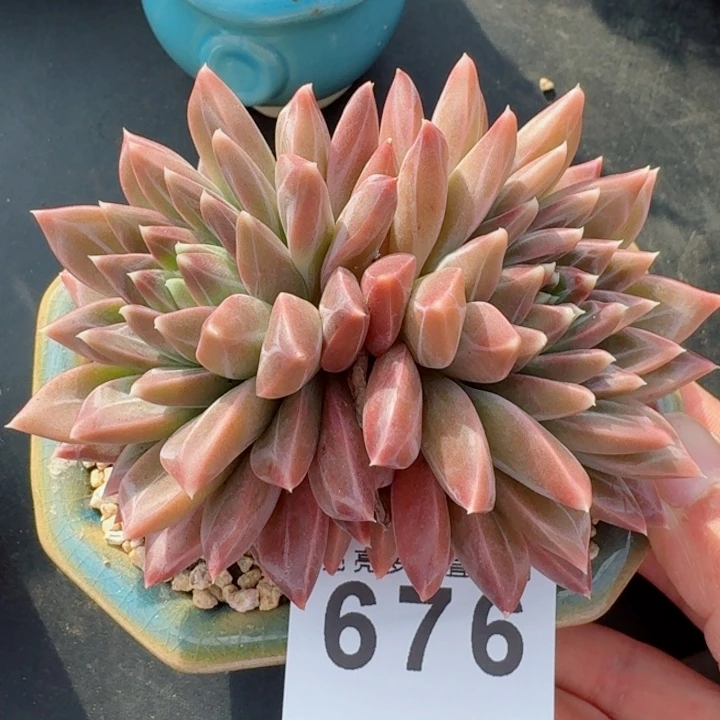 幻影         精控精养多肉植物