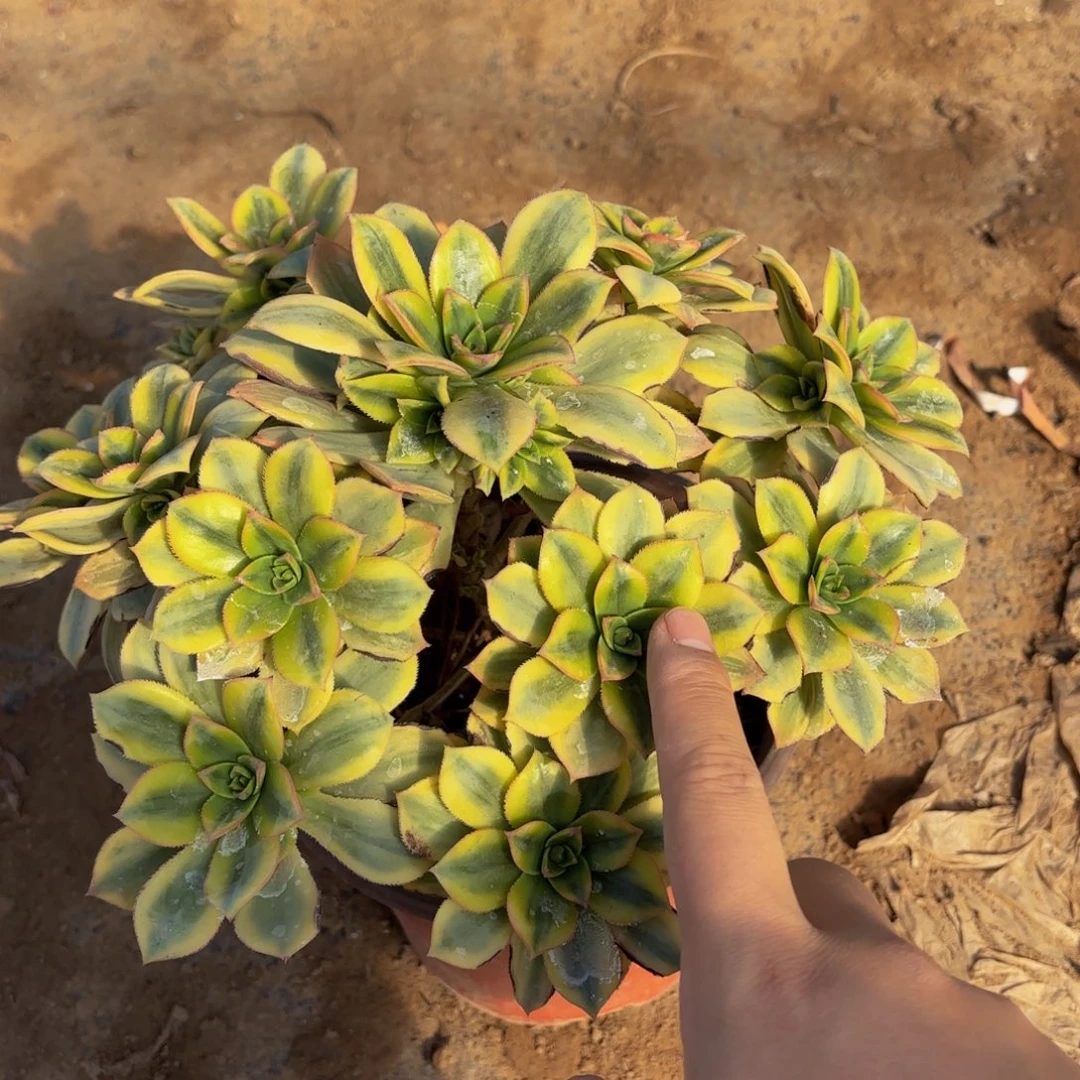 星爆木质老桩9.9法师