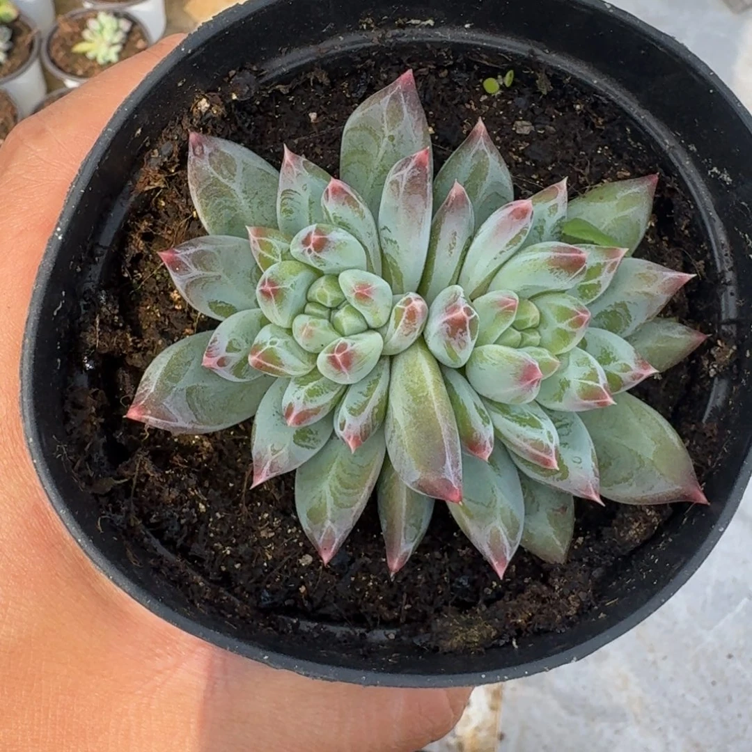 青禾美人 双头 一物一拍