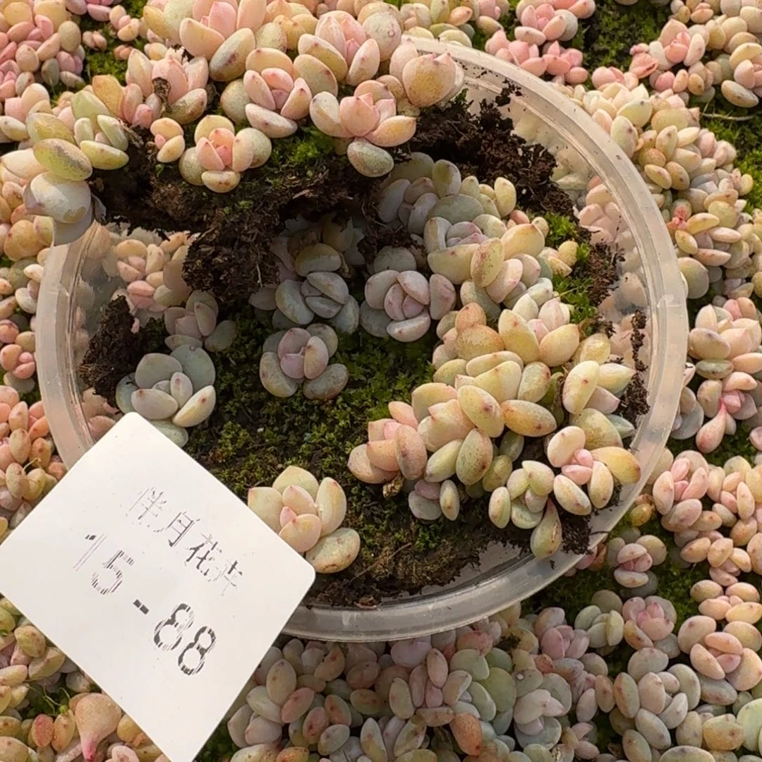 奶盖切糕一盒量拍15-177