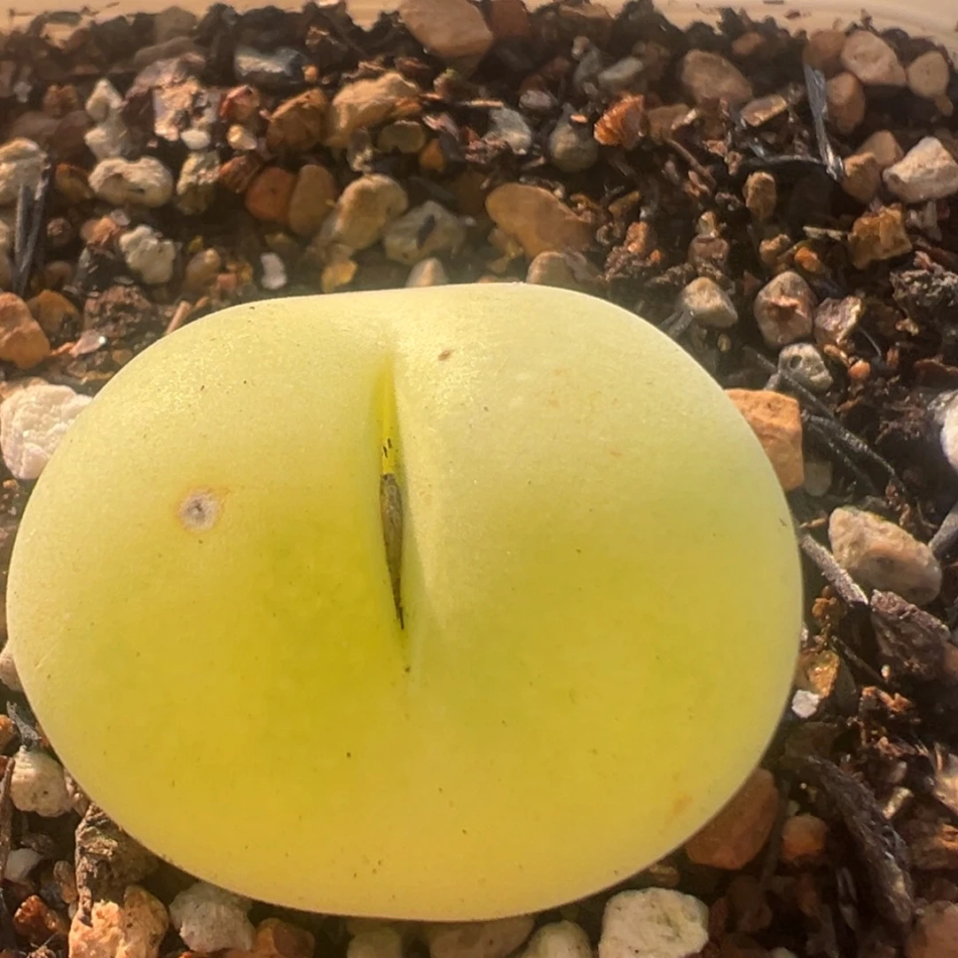 113多肉植物百科植物