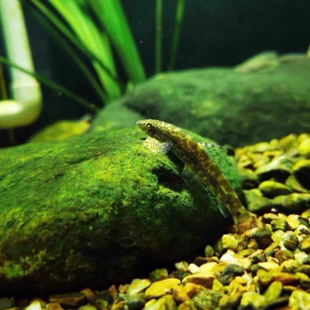 观赏鱼淡水小型原生鱼缨口鳅吸鳅工貝鱼中大型冷水清道夫冷水鱼