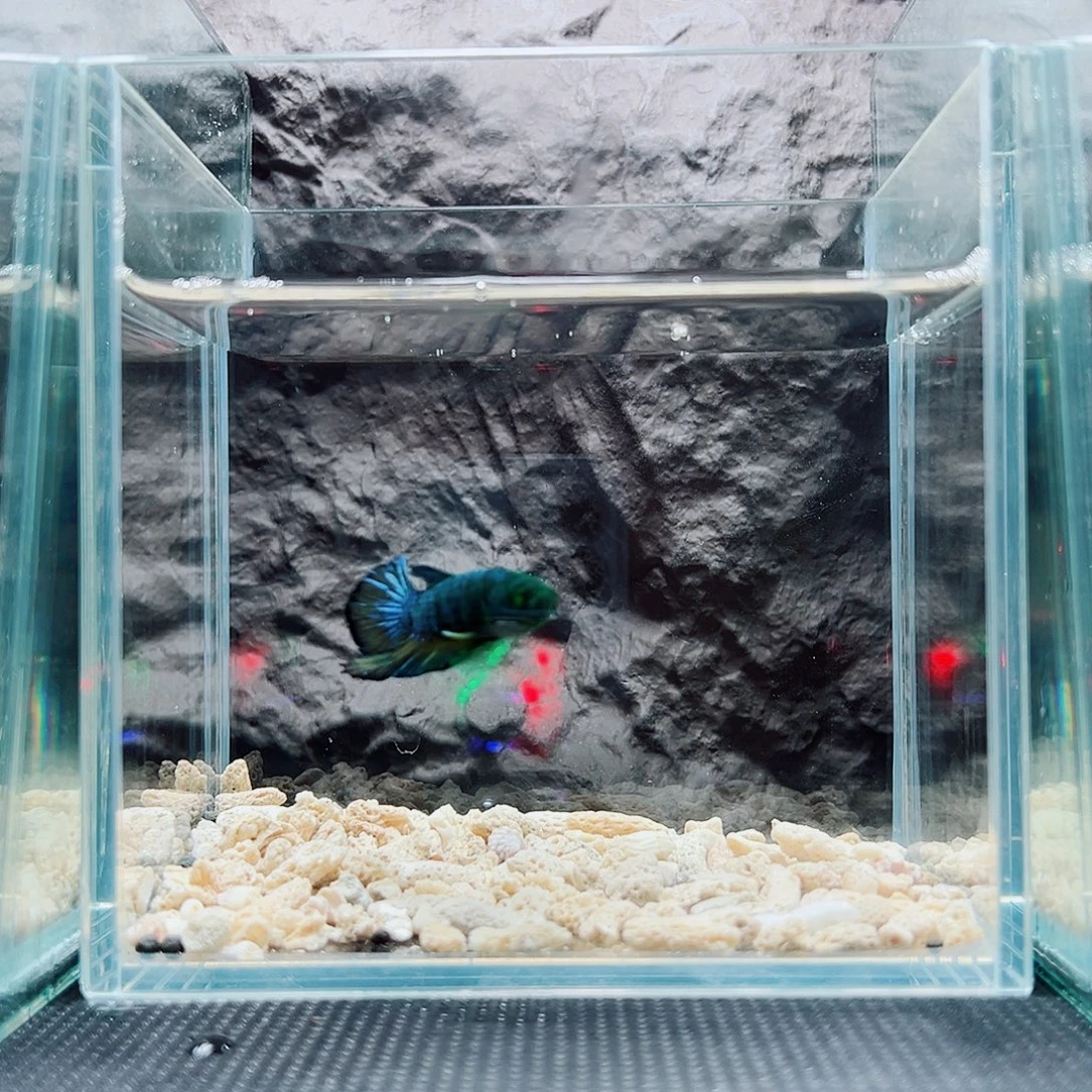 斗鱼精品精品精品精品可怕