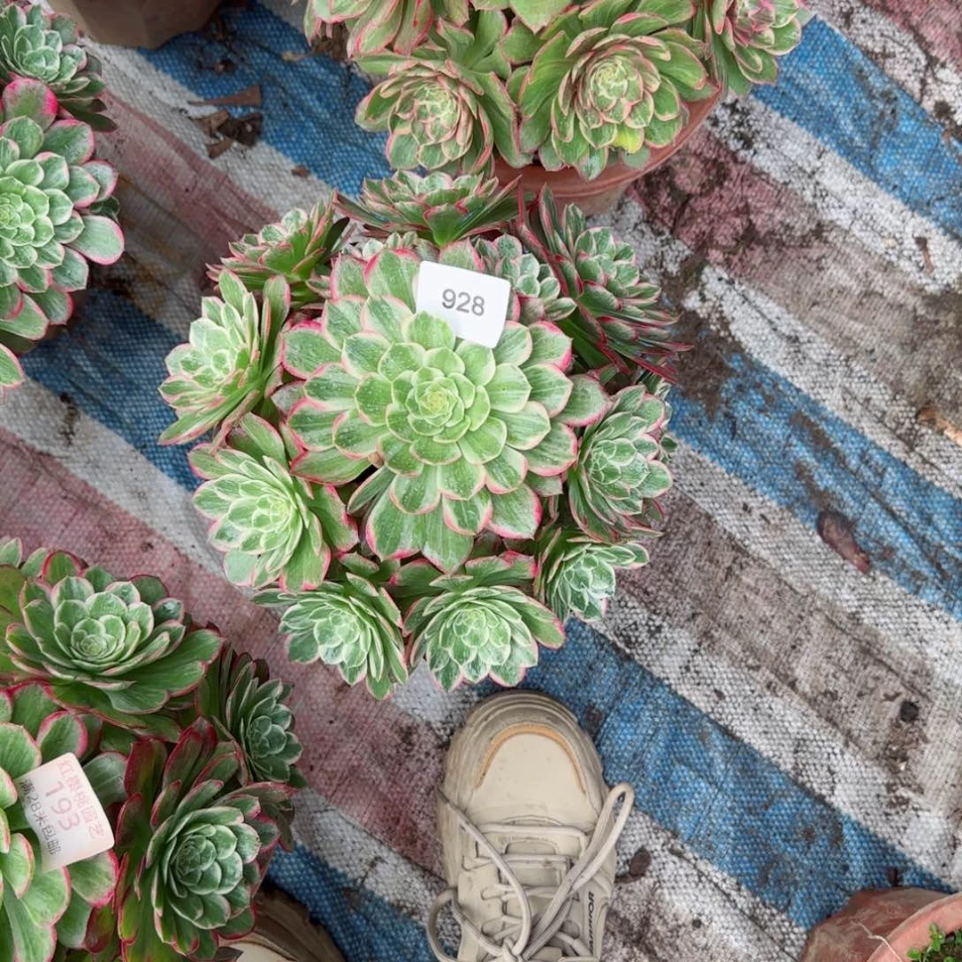 万彩法师多肉928