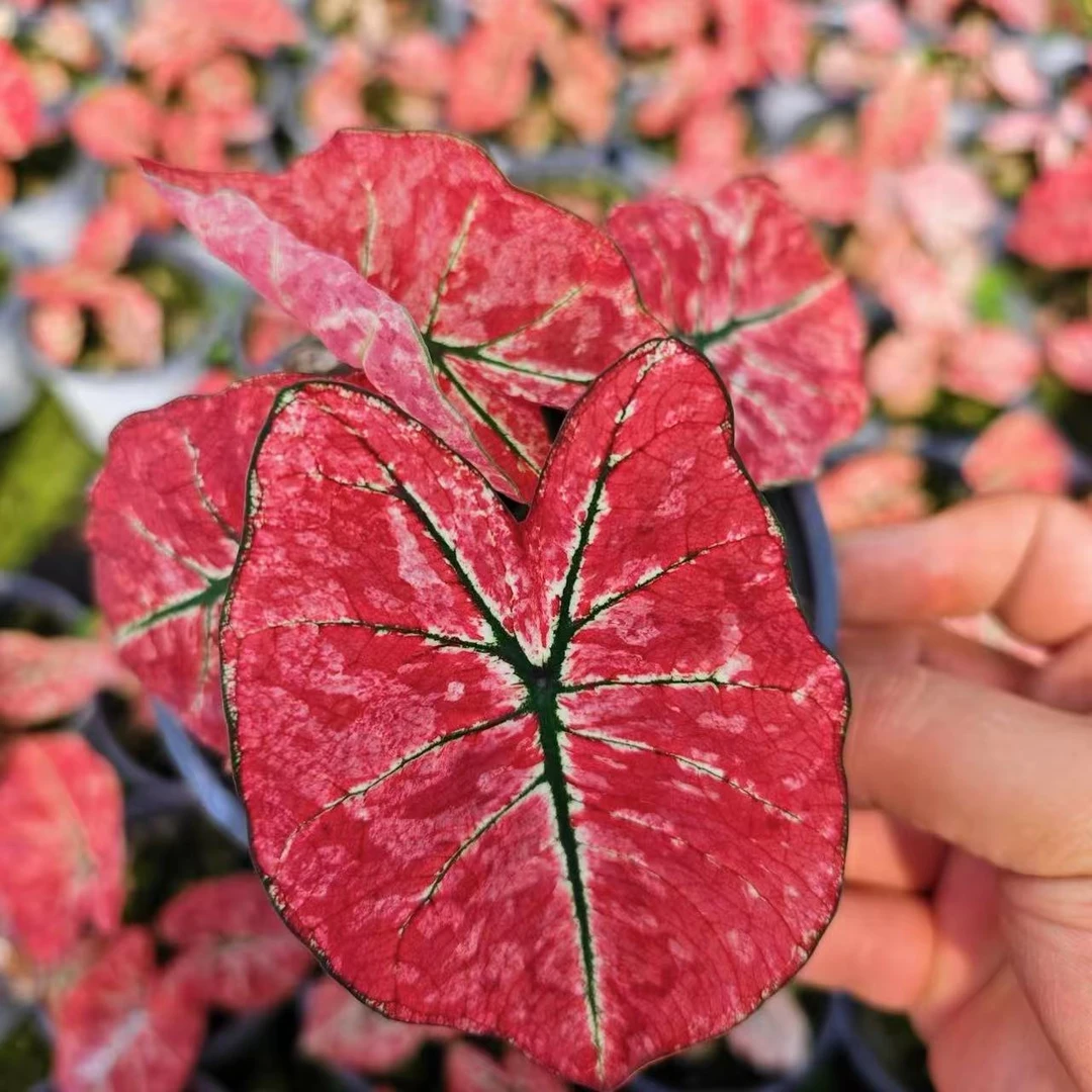 【朱砂 彩叶芋（小鼻嘎）】原盆原土室内好养创意观叶绿植