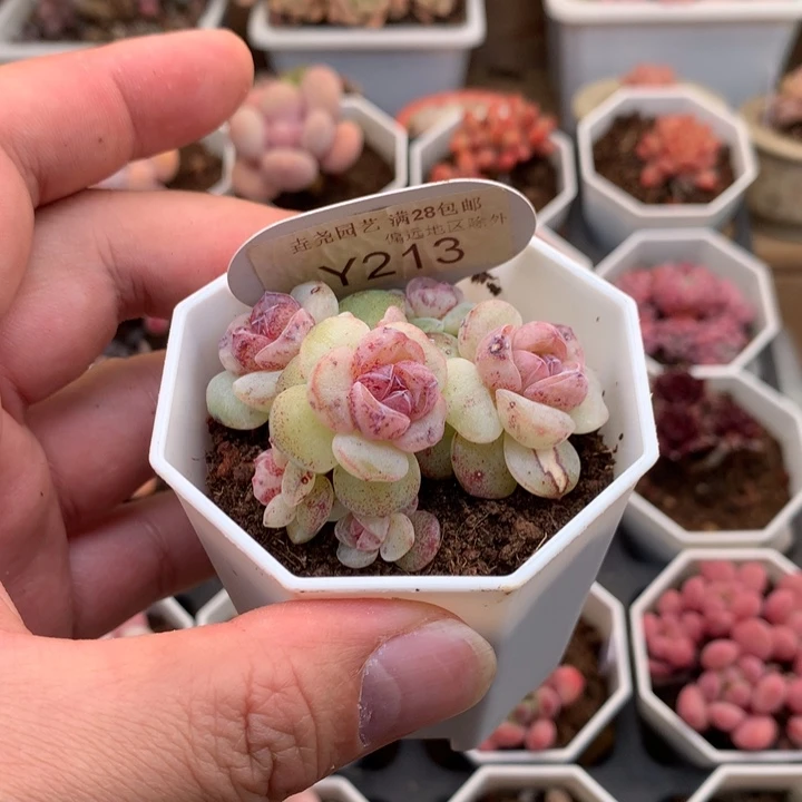 芥****事糖果派补差价213