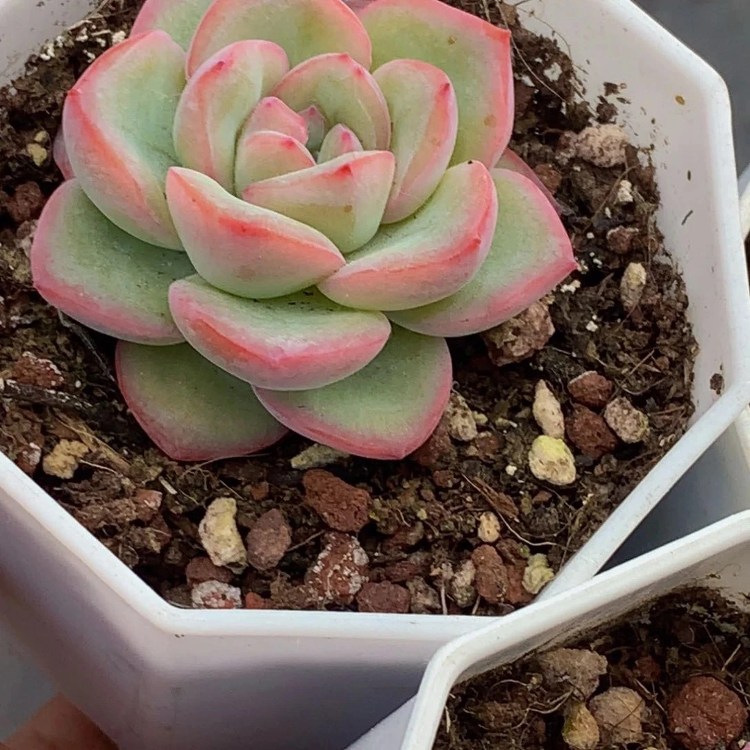 （满9.99包邮）泡芙 4-5cm 猫小姐多肉