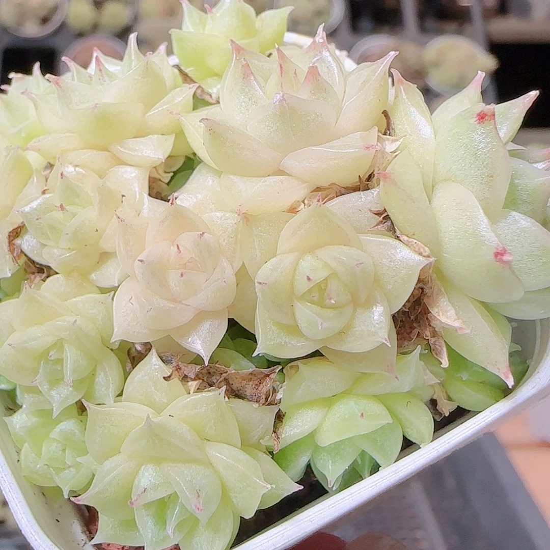 花语逸镜1120-301散