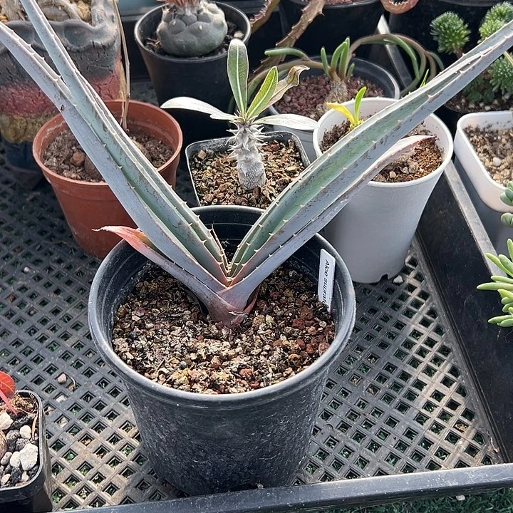 进口芦荟，一物一拍，