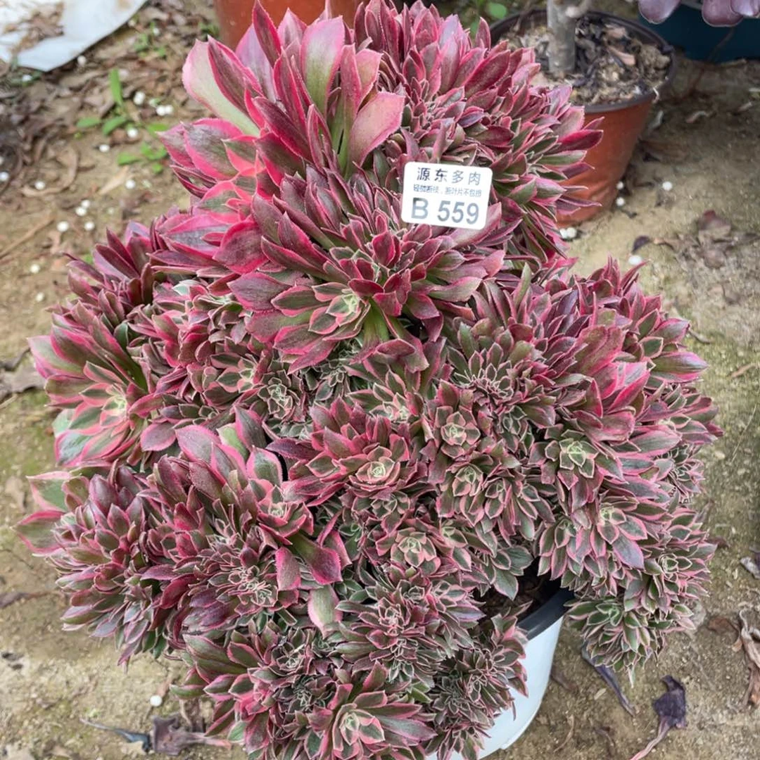 559女神多肉法师断枝不包