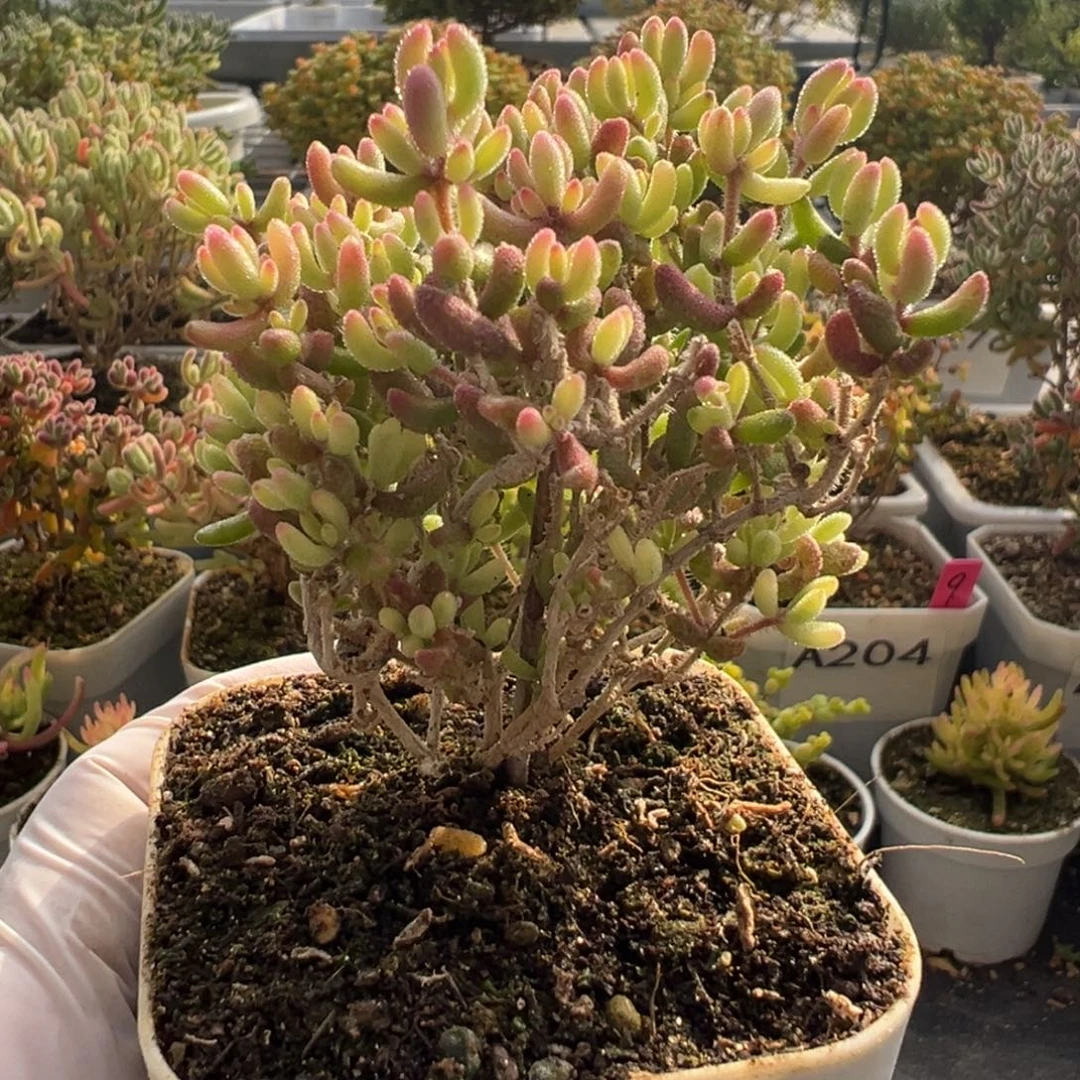 A353红宝石锦开播福利