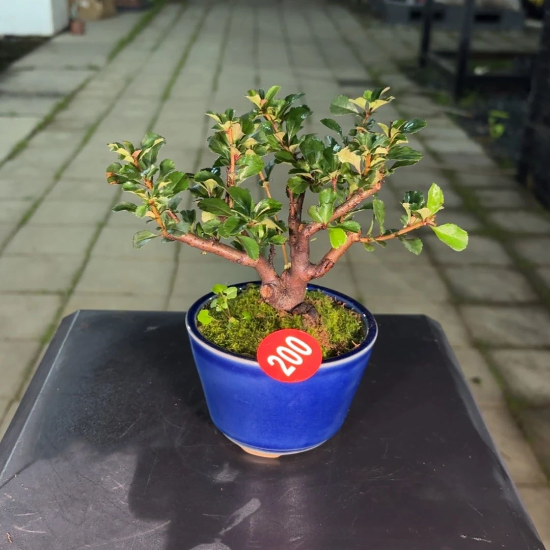 《****》全场盆景200号包邮