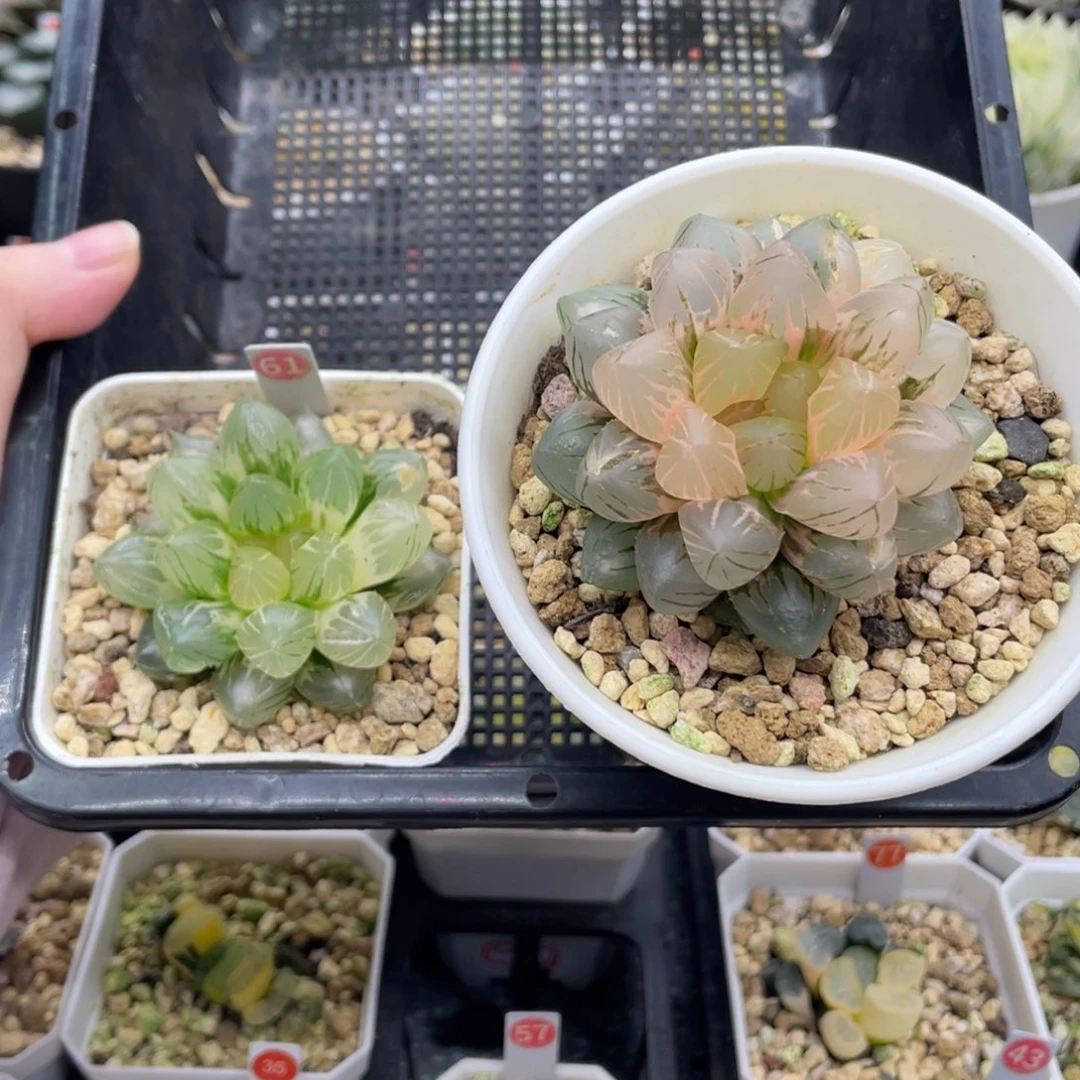 61 om锦两个 111111