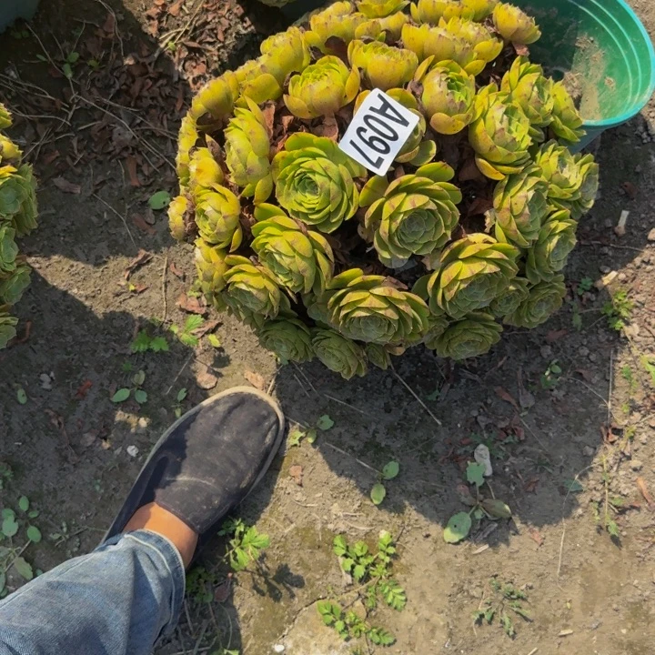 万拉丝花29-58包邮花花