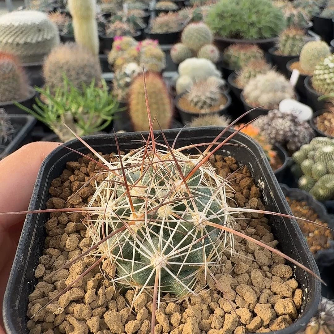 实生片甲丸脱土发货