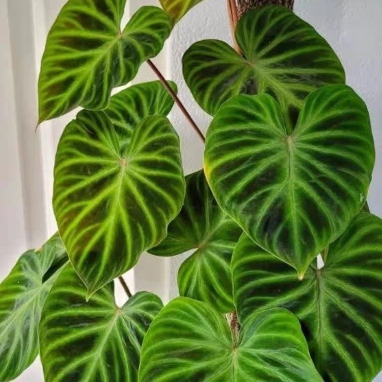 南美荧蔓绿绒 叶损链接 有叶损