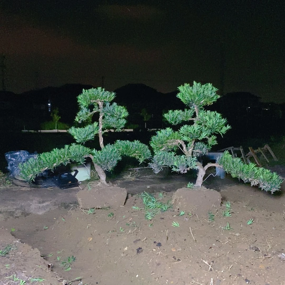 直播间罗汉松500/2颗