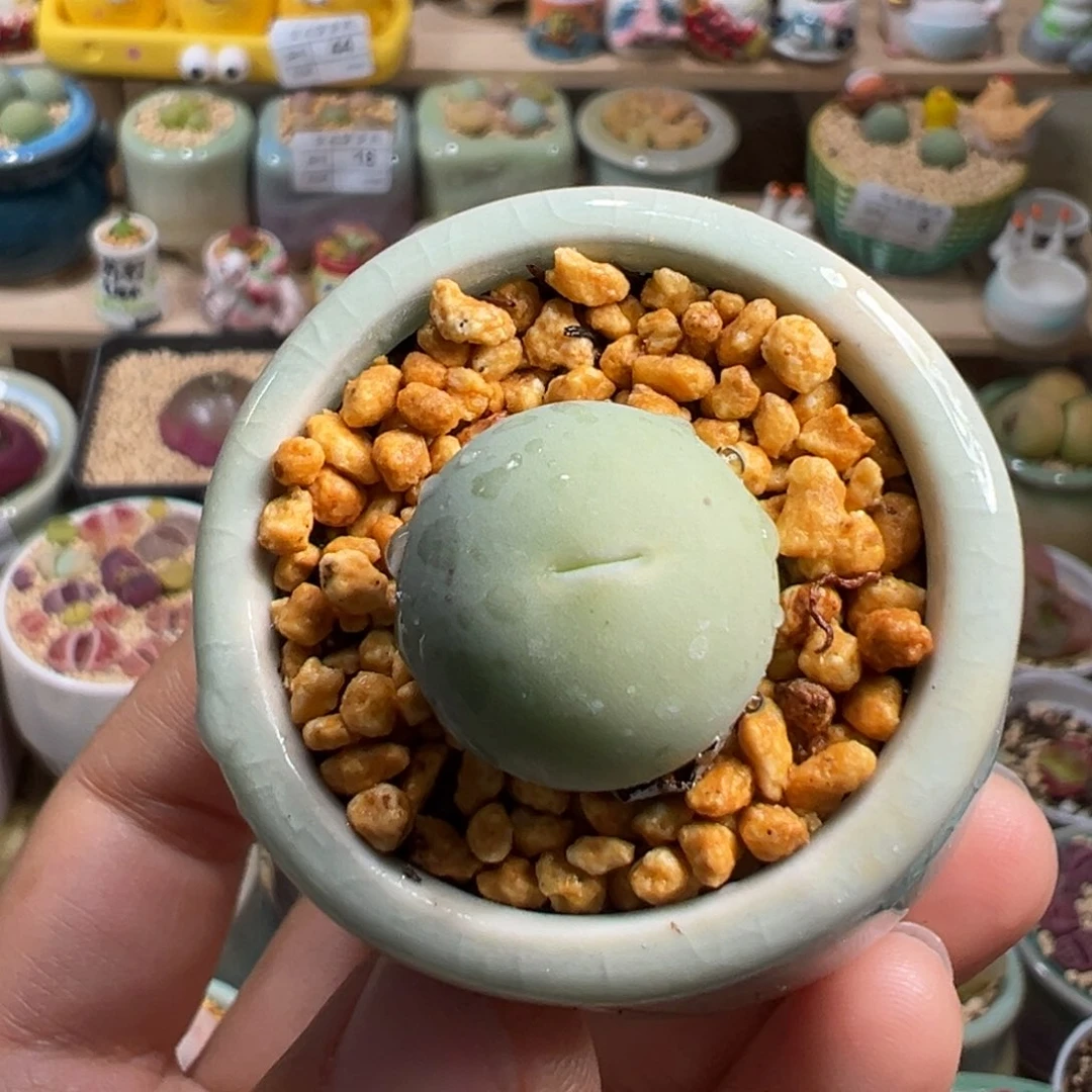 多肉植物58号鸽子蛋