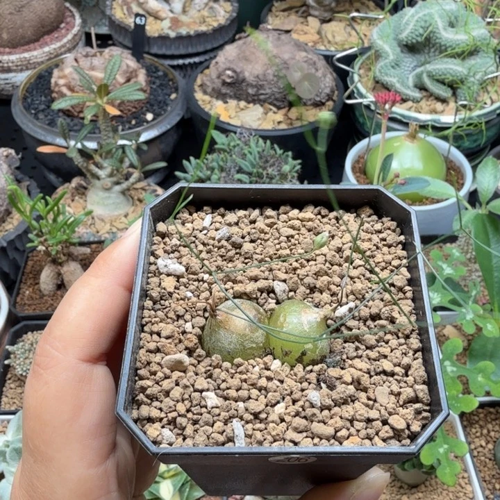 丝叶仓角殿 206 仙人球