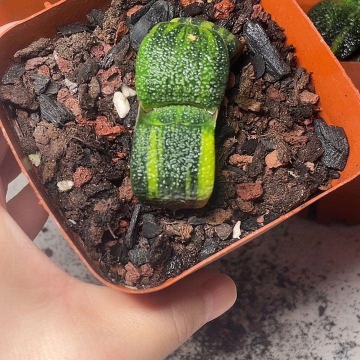 无***痕卧牛锦专拍2一物一拍