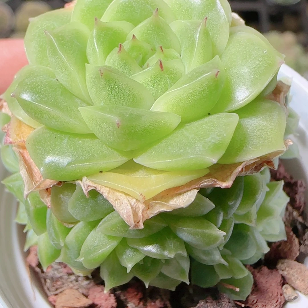 花语逸镜1109-249散