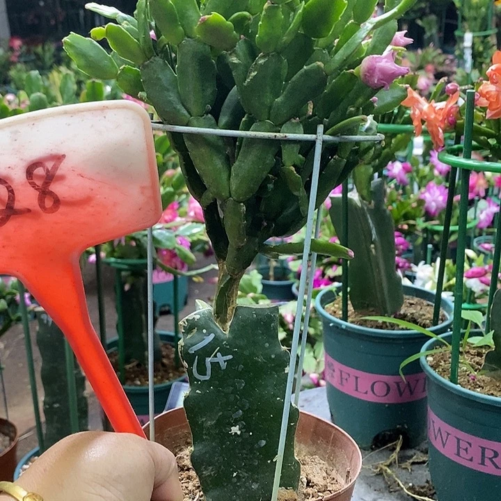 樱桃玫瑰328发顺丰