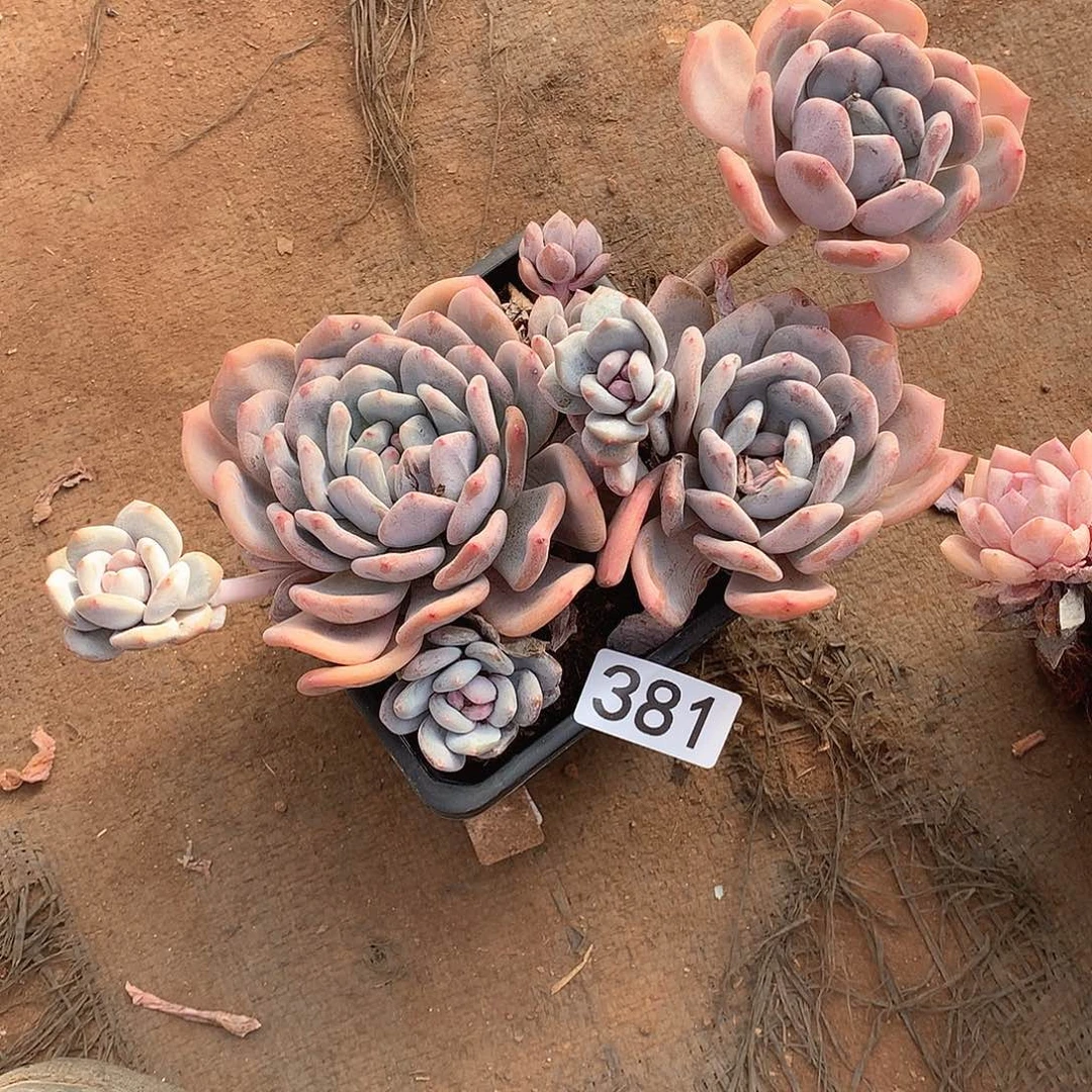 381 一物一拍多肉