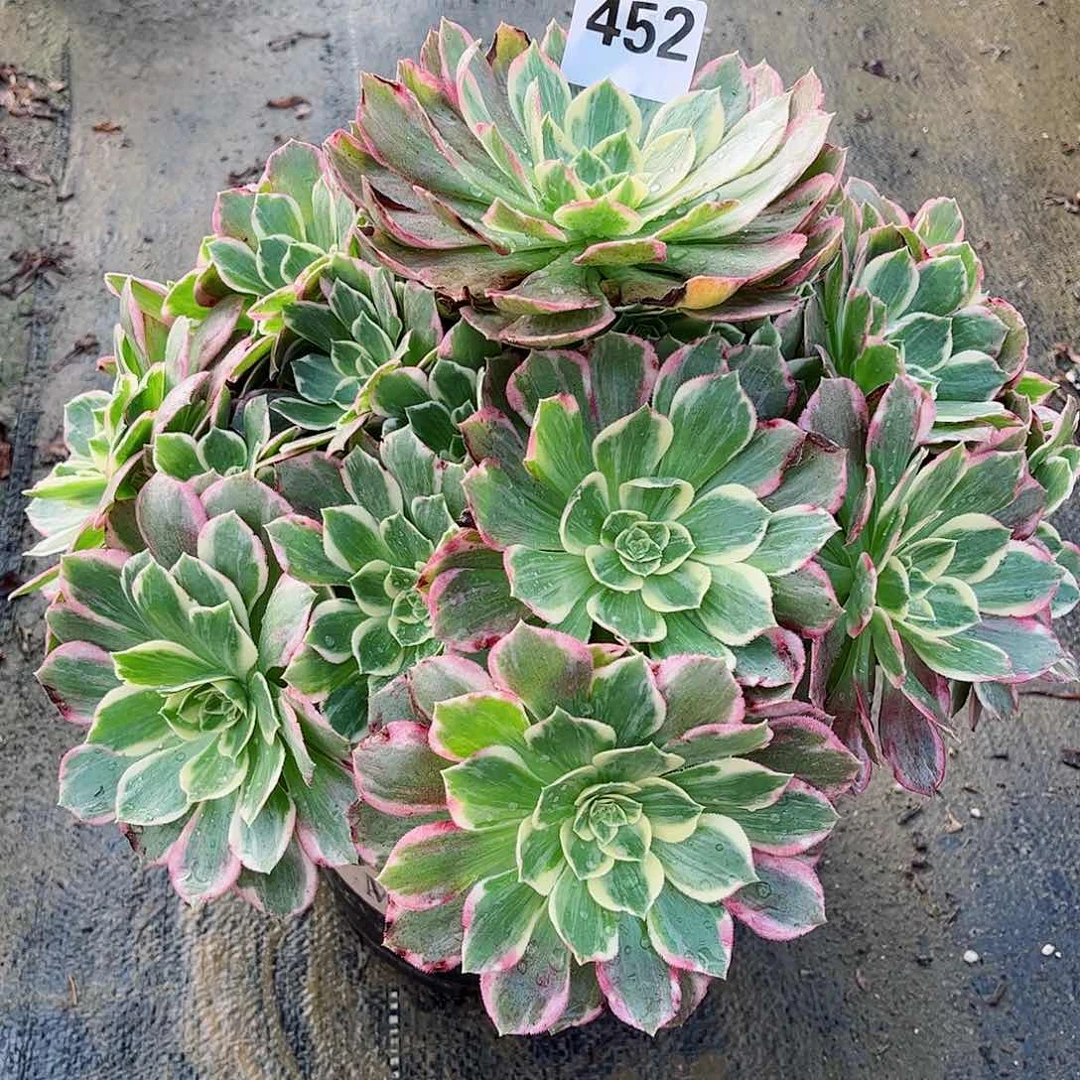 无花朵多肉植物452