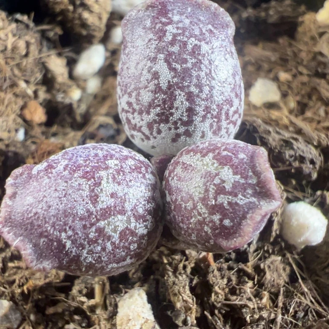 变异达摩海豹单头纯木质桩多肉植物