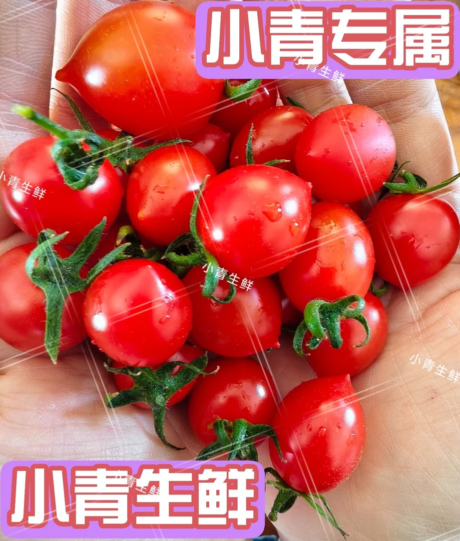 3斤装釜山88圣女果小番茄