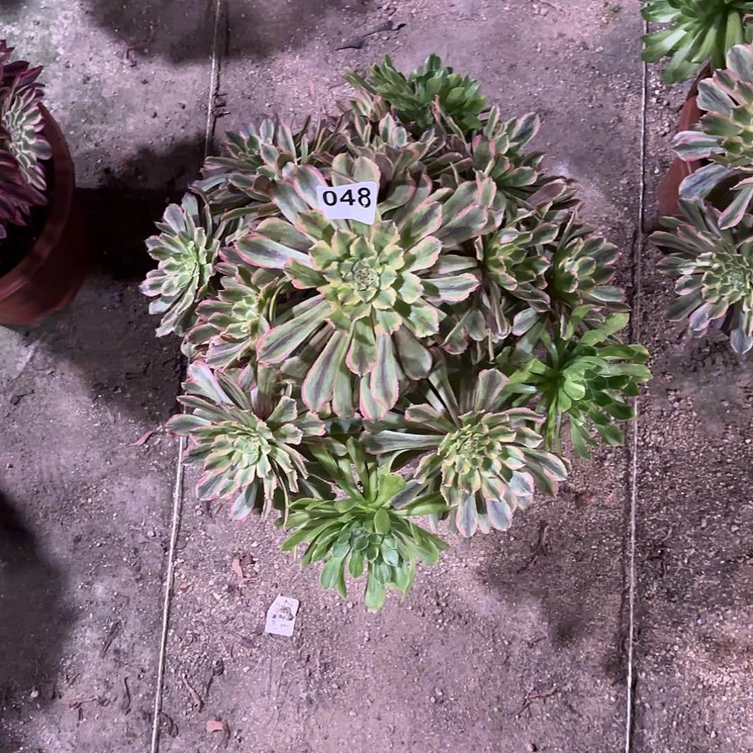 多肉法师花脸粉黛048