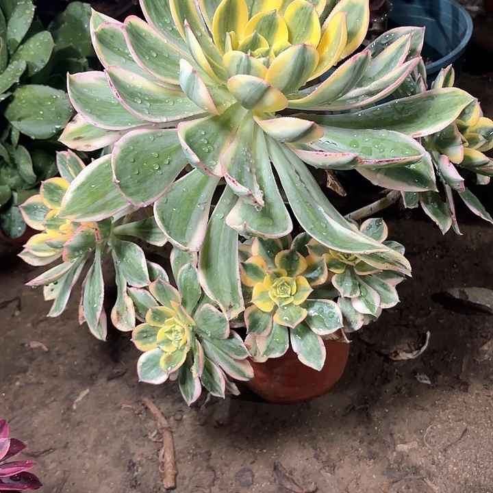 多肉植物法师灿烂30