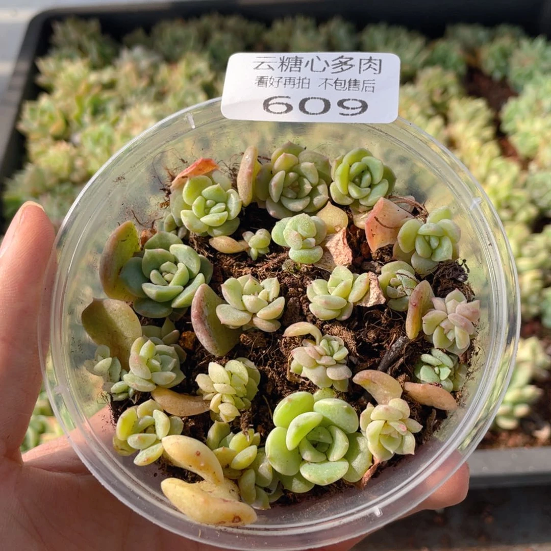 云糖心多肉植物609