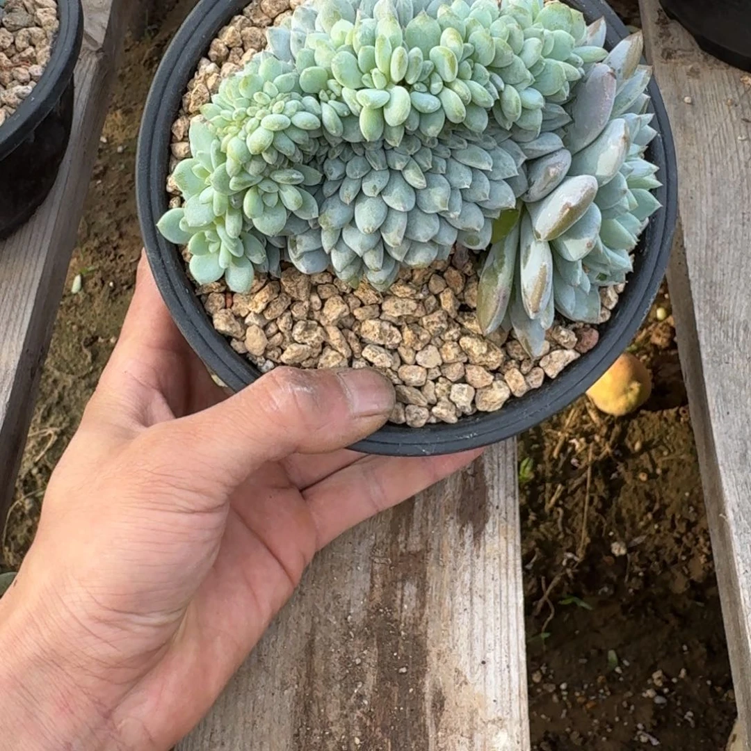 星星橙缀树缀13头带缀