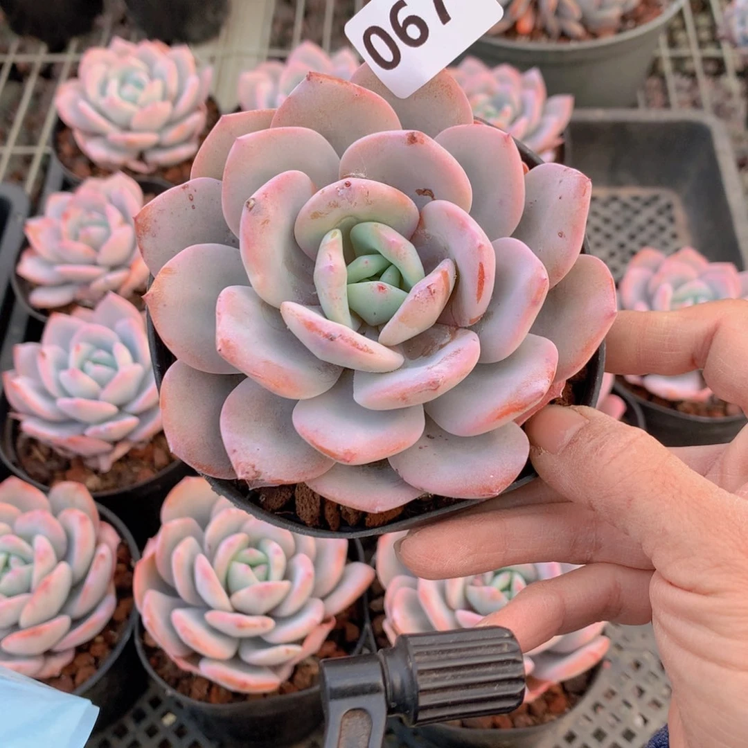 暖**光067奶茶嗯嗯好了……