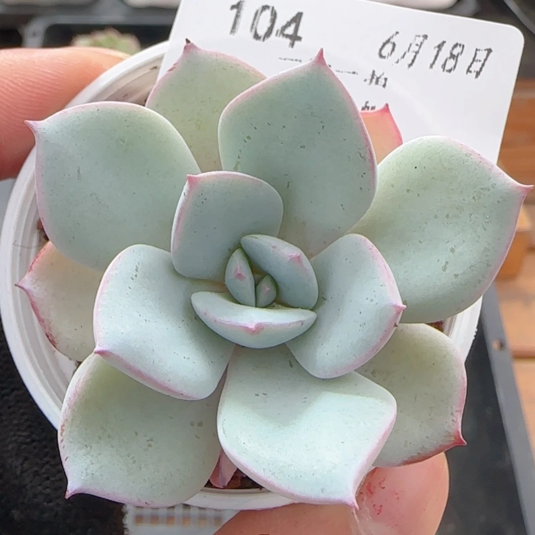 0618-104雪花冰雪花冰