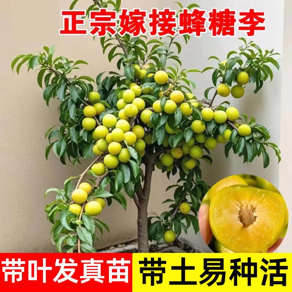 正宗蜂糖李子树苗脱骨李嫁接李子苗果大纯甜黄心带叶子带土发货