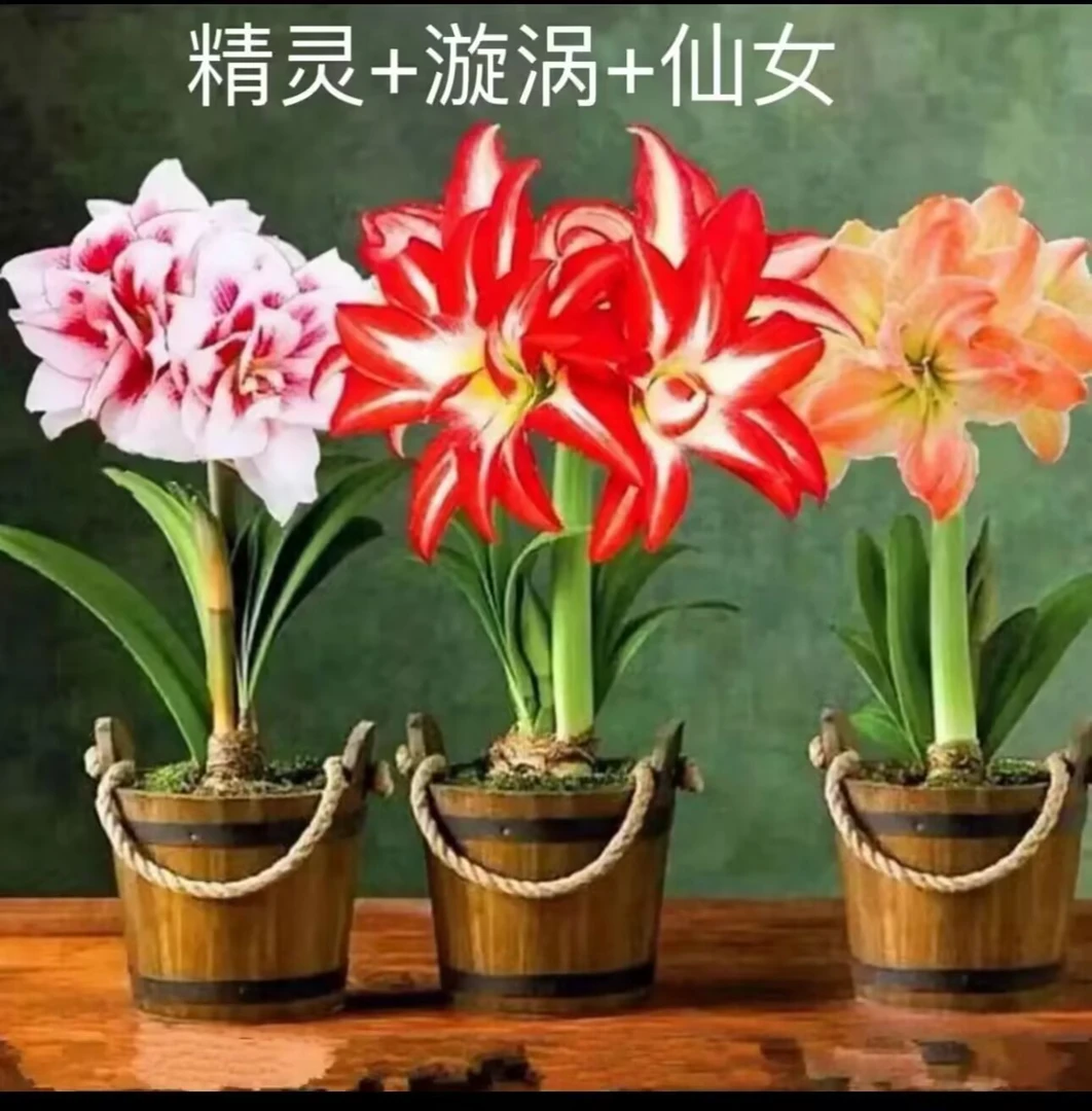 朱顶红种球6-8厘米送肥