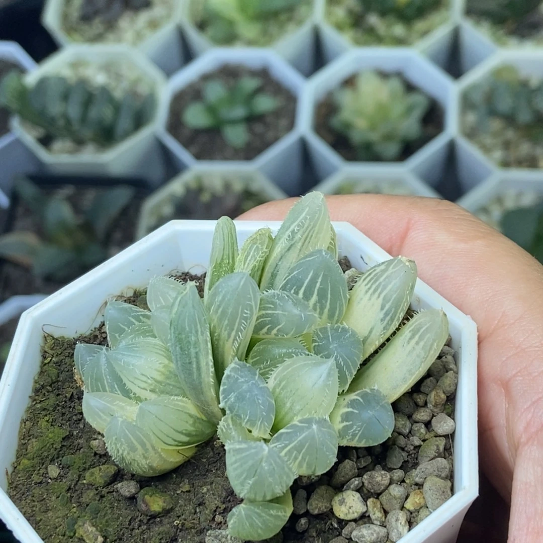 双头天狼星锦一物一拍