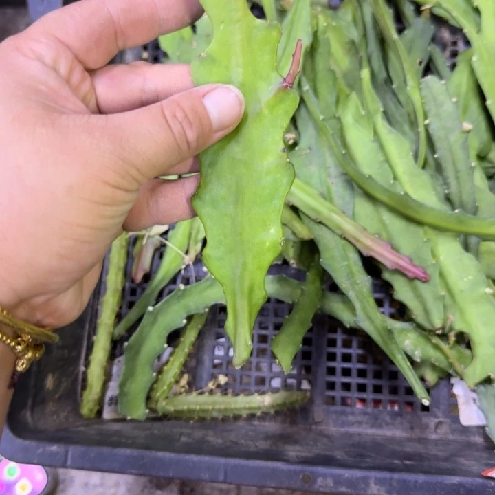 351令箭荷花无根侧牙10公分左右断无售后