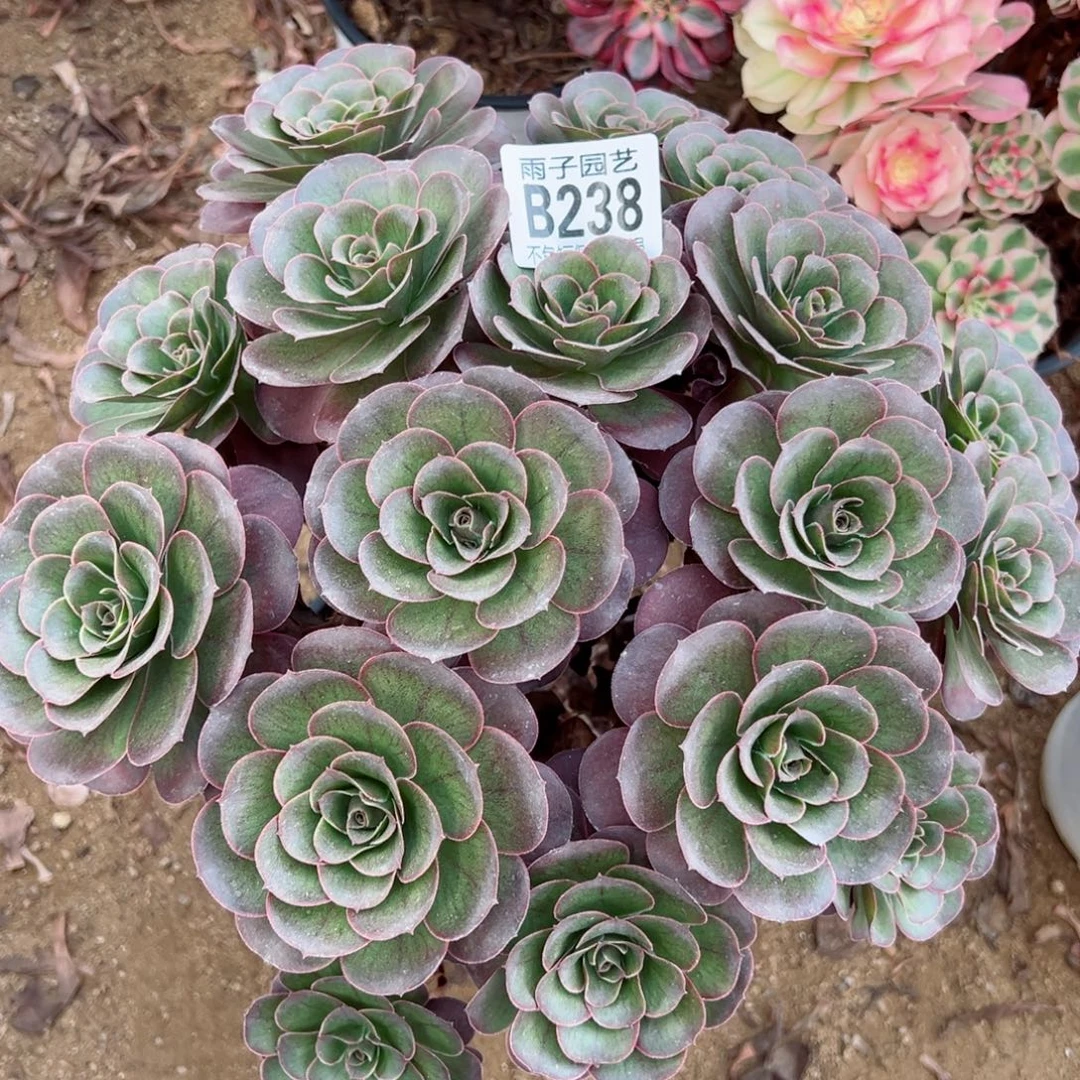 238魅金玫瑰尺寸28左右