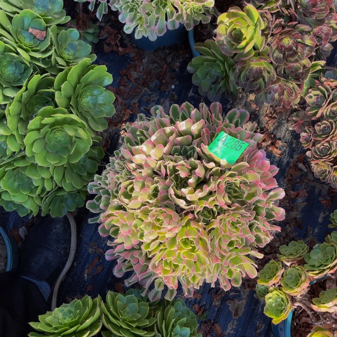 白凤法师朵朵1-12