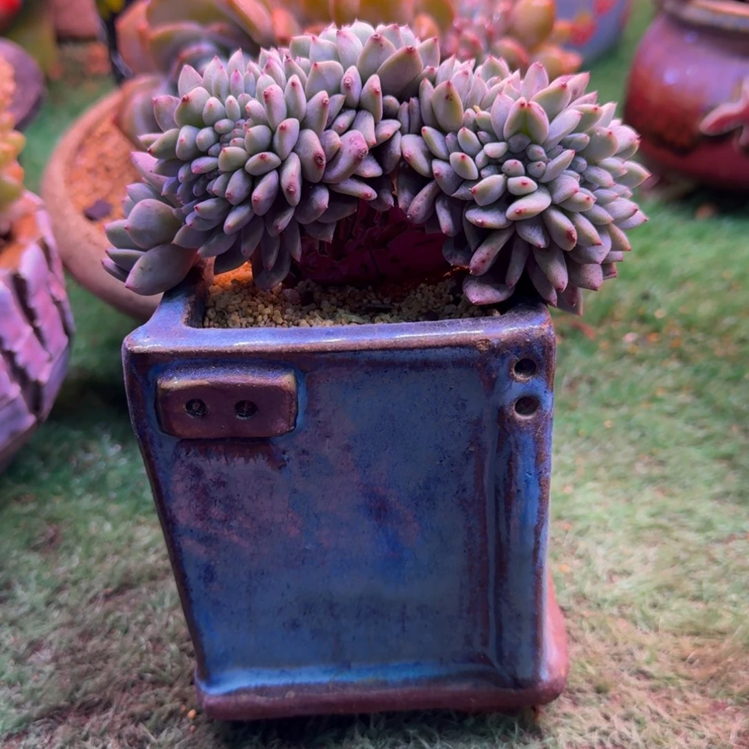 星影树缀无砍多肉