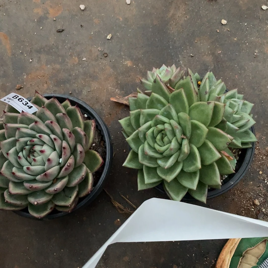 若如东云组拍B634