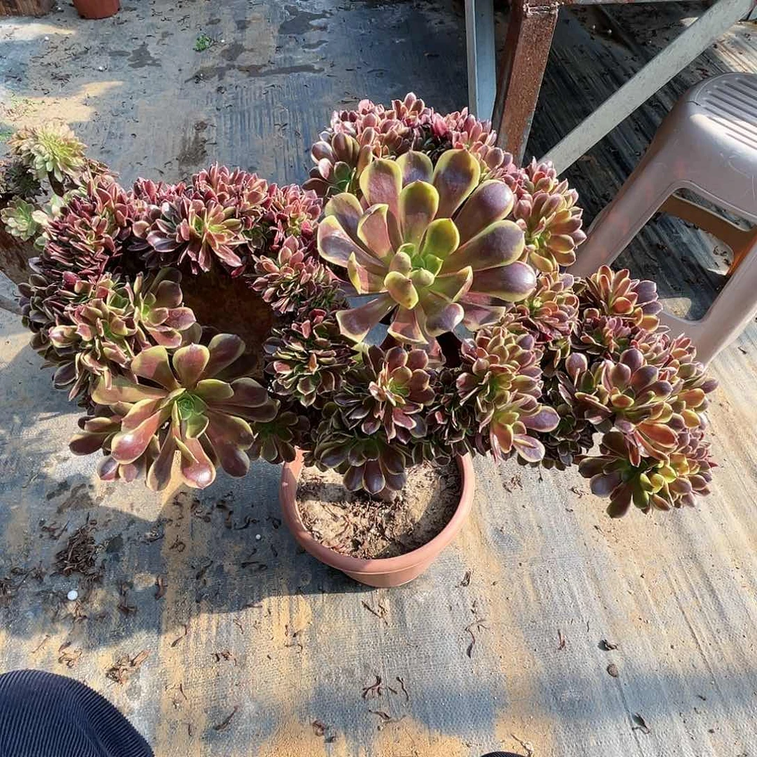 【闪购商品】全部花朵欧嘉莉