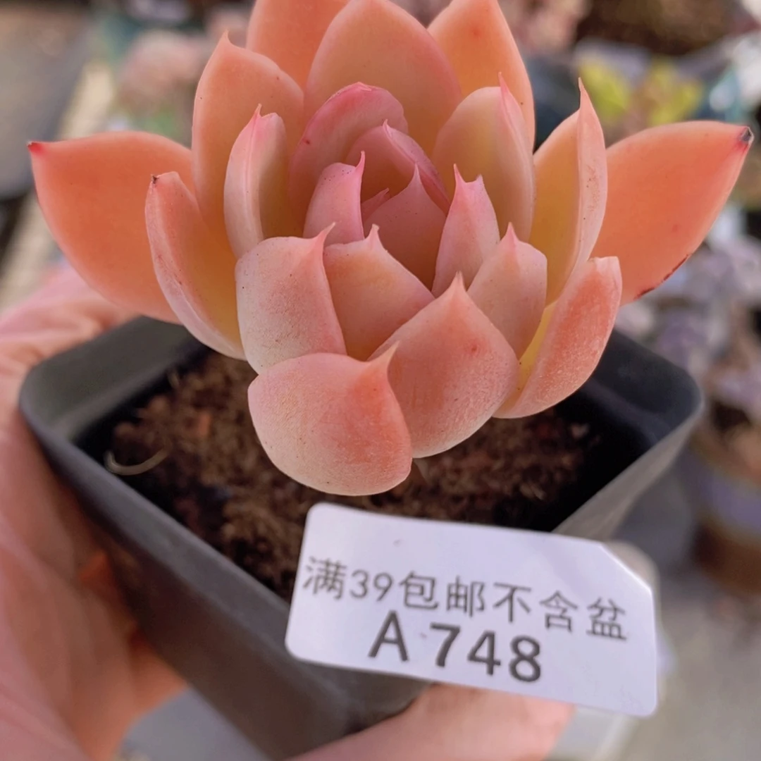 丝绸面纱单头748多肉植物