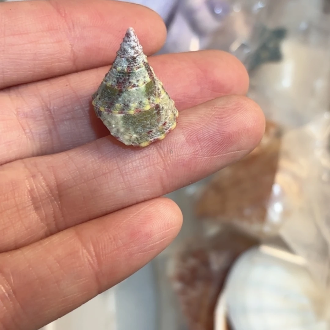 一***宝天然海螺标本福利