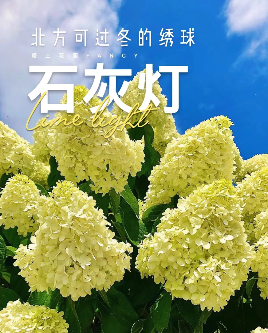 圆锥木绣球二加仑石灰灯(已发货不支持仅退款和拒签）