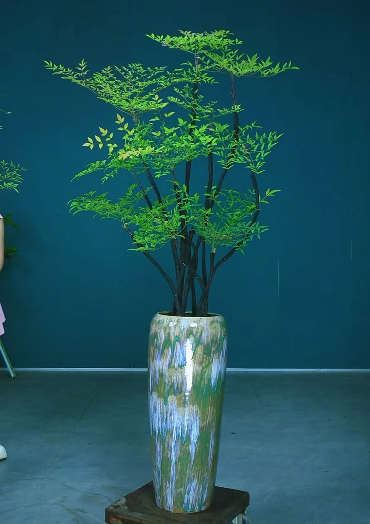 火焰南天竹老桩室内外高档绿植庭院塑形丝塑形布造型绿植南天竹