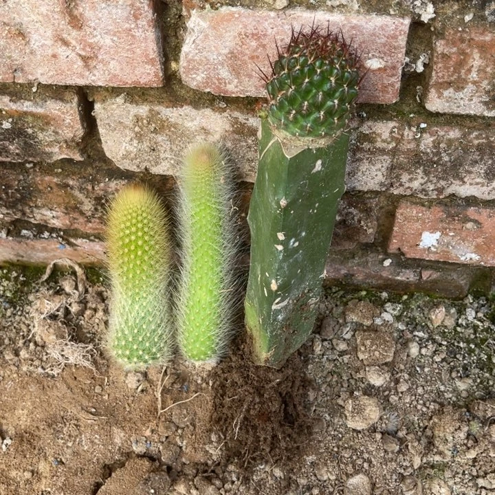 奏***乐完全开放嫁接沟宝山特瑞纳➕两根枝条